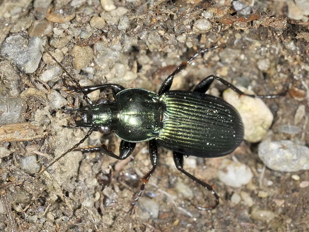 Poecilus (Macropoecilus) lepidus gressorius
